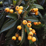 Japanese loquat / Nêspera, unidade